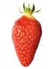 Fraise montante mara des bois