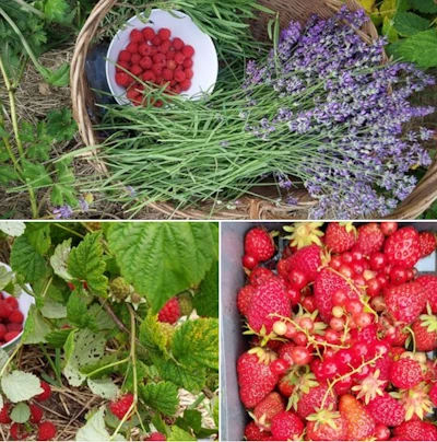 Patience, les petits fruits poussent
