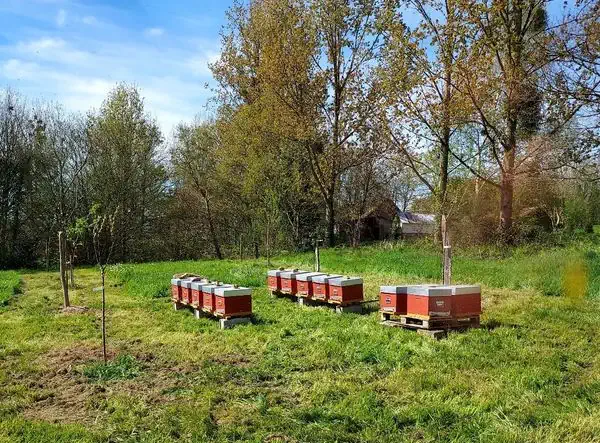 Ruches abeilles La Ferme où on sème