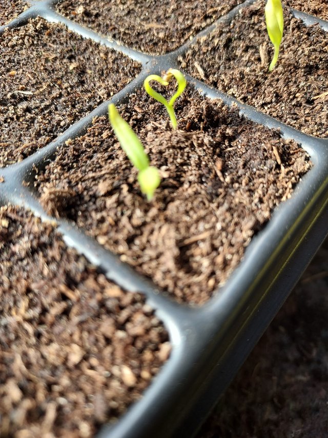 Laura au Salon de GranParigny